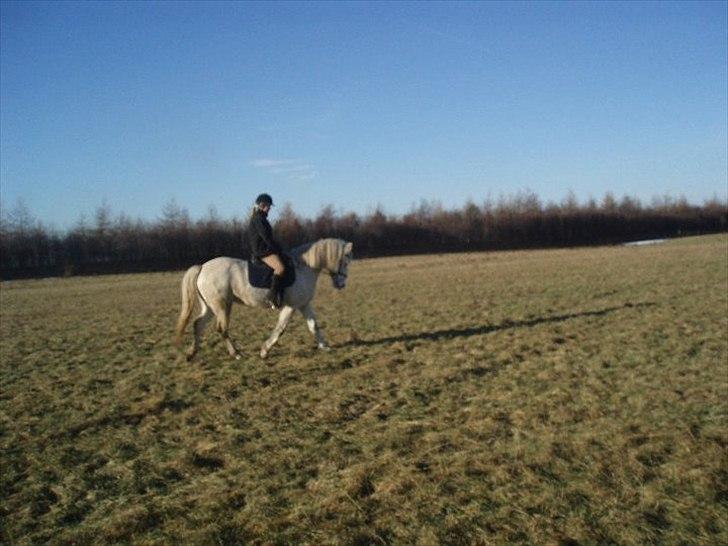 Connemara Birkely surprise  billede 5