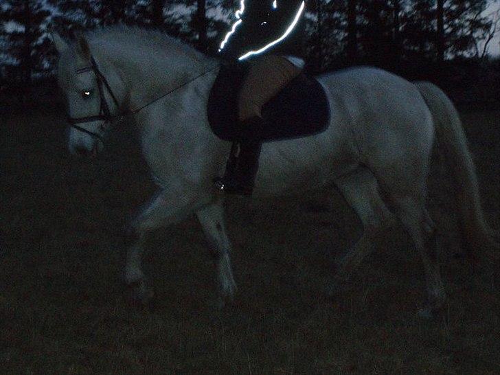 Connemara Birkely surprise  billede 6