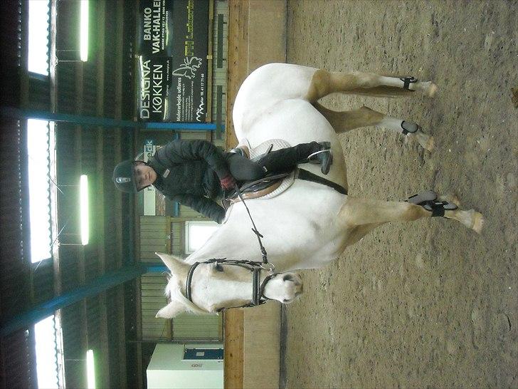 Palomino Isabella - verdens bedste pony billede 3