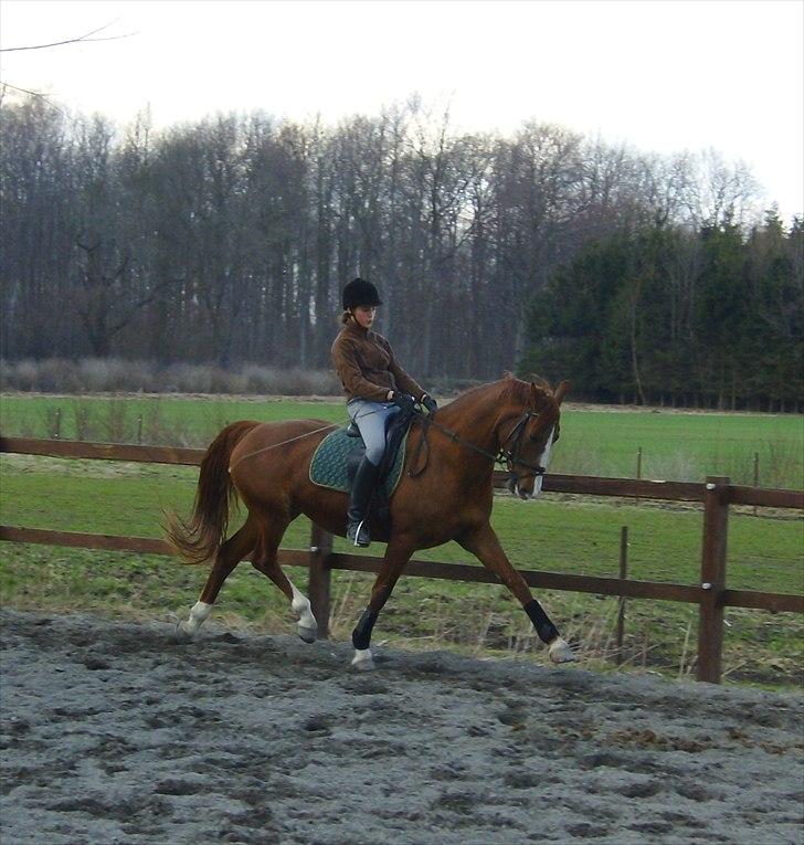 Frederiksborg Maisi Brentedal  - velkommen til maisi`s profil billede 1