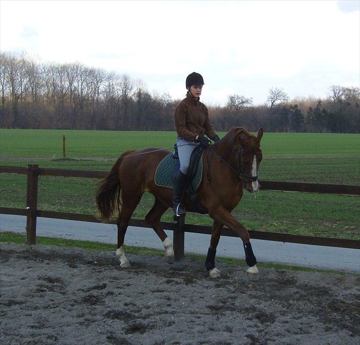Frederiksborg Maisi Brentedal  billede 3