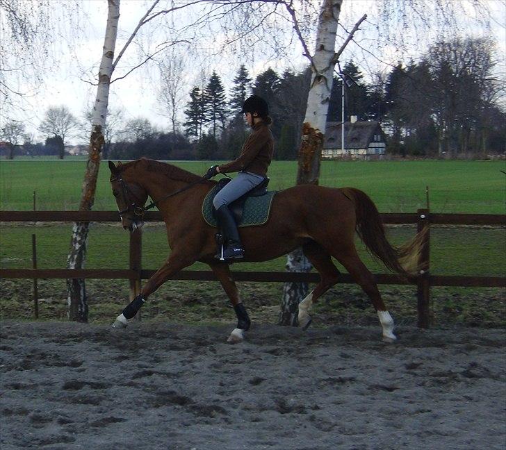 Frederiksborg Maisi Brentedal  billede 4