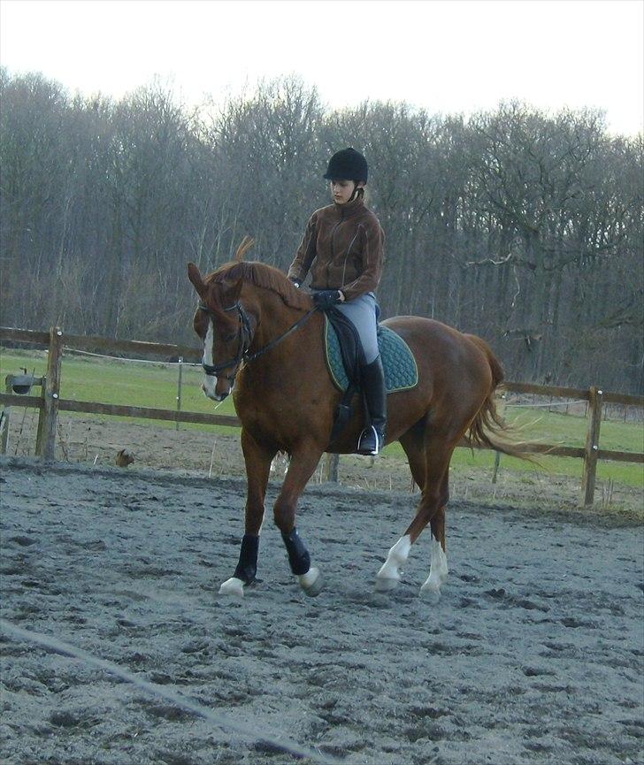 Frederiksborg Maisi Brentedal  billede 6