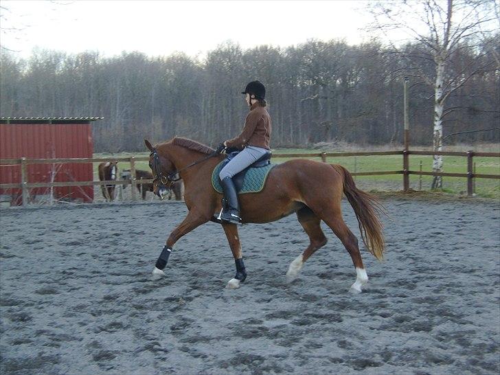 Frederiksborg Maisi Brentedal  billede 7