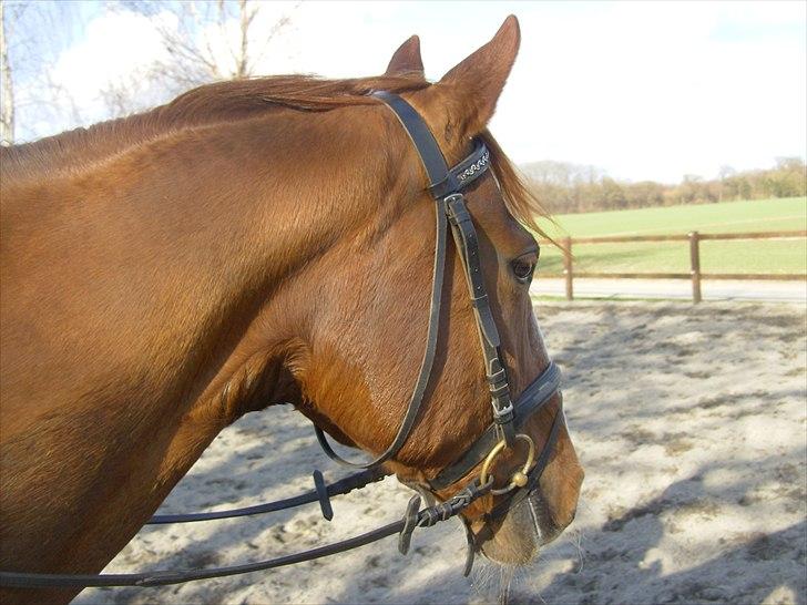 Frederiksborg Maisi Brentedal  billede 9