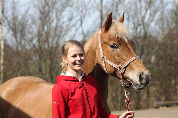 Hollandsk Sportspony Amy | B-pony <3  - Jeg vil altid elske dig, også selvom du ikke er ved mig mere:) for du vil ALTID være den bedste pony i verden <33

AMY DU ER ELSKET OG SAVNET - VERDENS BEDSTE PONY!!!!!<333333333
 billede 20