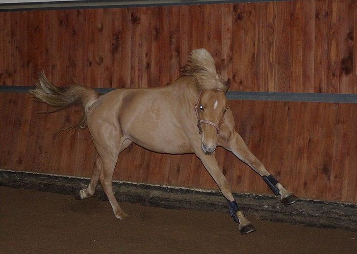 Hollandsk Sportspony Amy | B-pony <3  - Vild dyret :b  billede 9