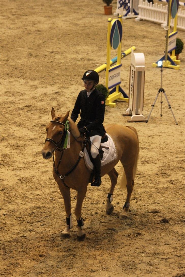 Hollandsk Sportspony Amy | B-pony <3  - 5 plads i MA1* til CSIP 2010 <3 billede 10