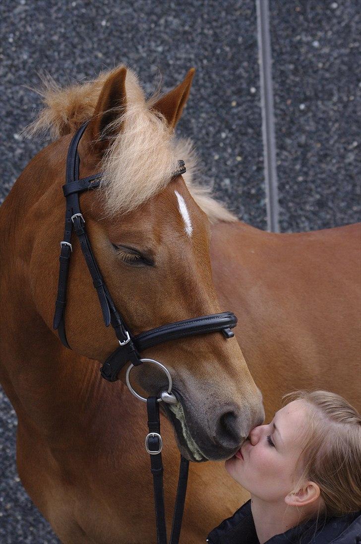 Hollandsk Sportspony Amy | B-pony <3  - *NYT* You mean everything for me !! <3 billede 11