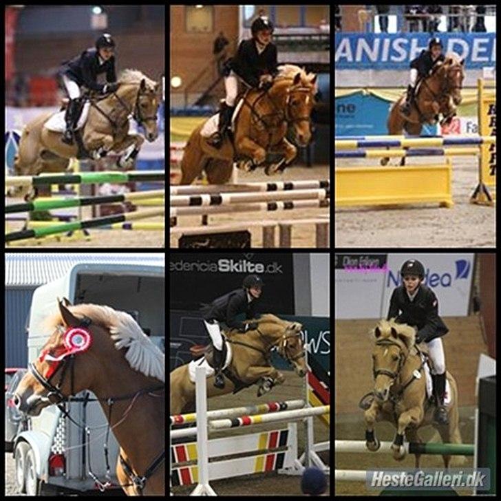 Hollandsk Sportspony Amy | B-pony <3  - Billeder fra: Baltic cup, CSIP, Hedensted og Ikast :) billede 12