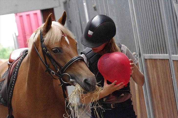 Hollandsk Sportspony Amy | B-pony <3  - JEG ELSKER DIG <33 billede 15