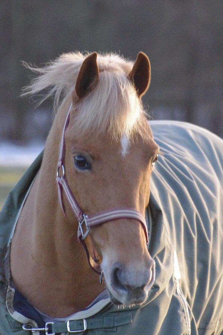 Hollandsk Sportspony Amy | B-pony <3  - Amy på fold <3 billede 17