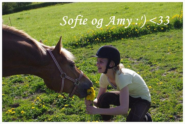 Hollandsk Sportspony Amy | B-pony <3  - Dette billede siger mere end 1000 ord !! <3 billede 18