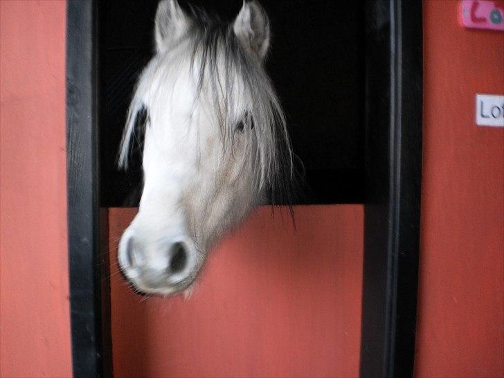 Welsh Pony (sec B) Josepigen`s Lotte - Hun er lidt nysgerrig(-: billede 1