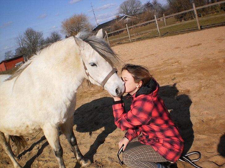 Welsh Pony (sec B) Josepigen`s Lotte - Mys mys!8D billede 3
