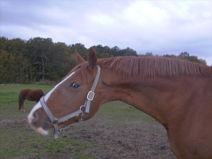 Frederiksborg Maisi Brentedal  billede 13