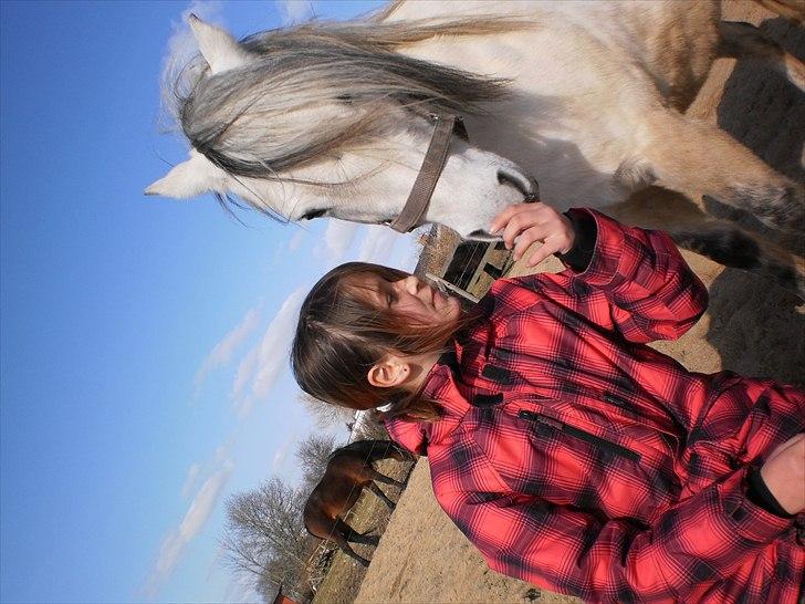 Welsh Pony (sec B) Josepigen`s Lotte - Elsker dig potte Lotte<3 billede 4