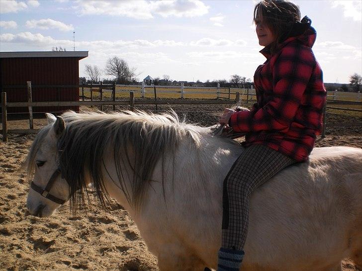 Welsh Pony (sec B) Josepigen`s Lotte - Os to 4-ever. billede 5