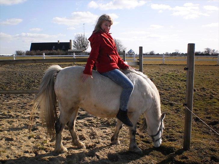Welsh Pony (sec B) Josepigen`s Lotte - Hygge hehe(-: billede 7