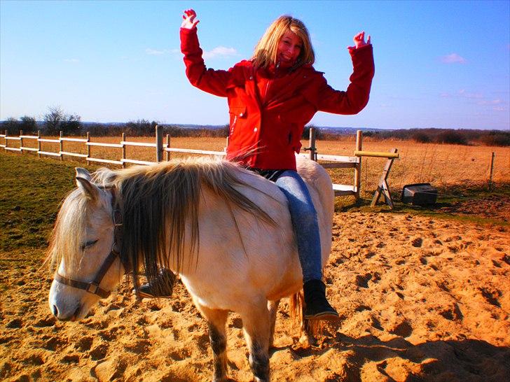 Welsh Pony (sec B) Josepigen`s Lotte - Champion:b billede 9