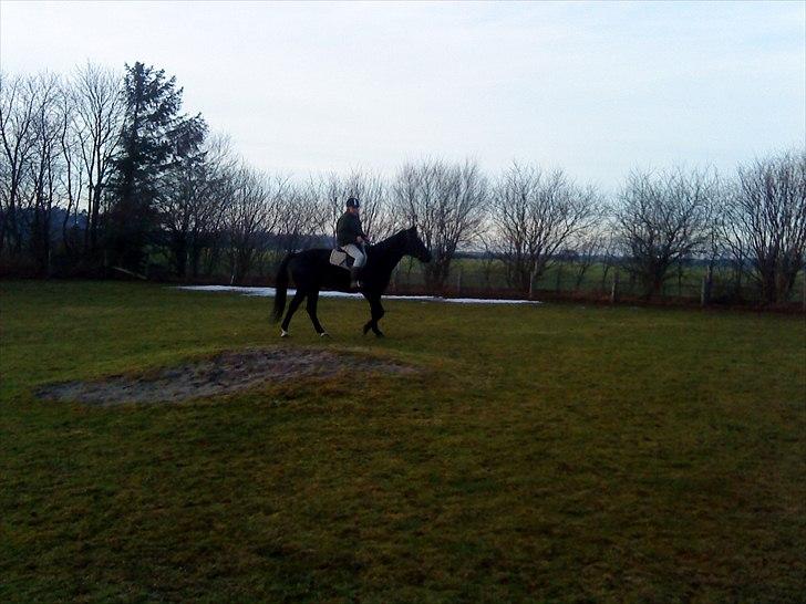 Anden særlig race Chagall billede 8