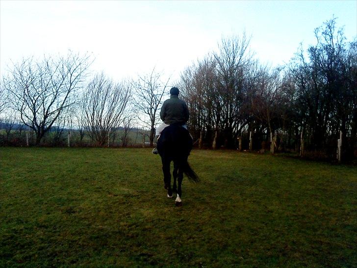 Anden særlig race Chagall billede 11