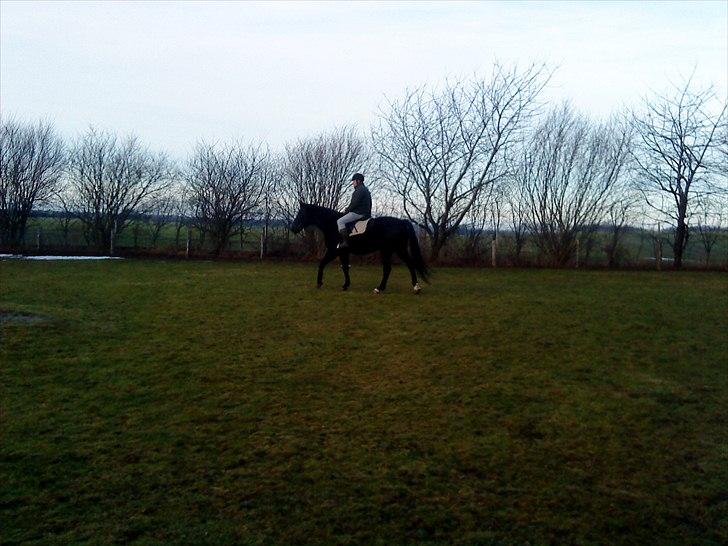 Anden særlig race Chagall billede 12