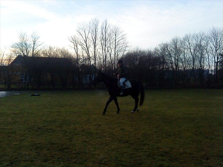 Anden særlig race Chagall billede 13