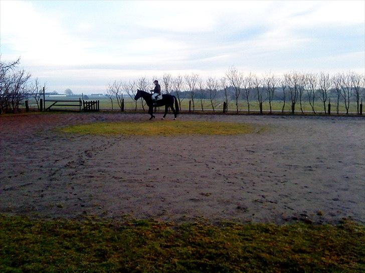 Anden særlig race Chagall billede 14
