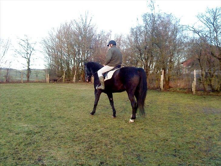 Anden særlig race Chagall billede 16