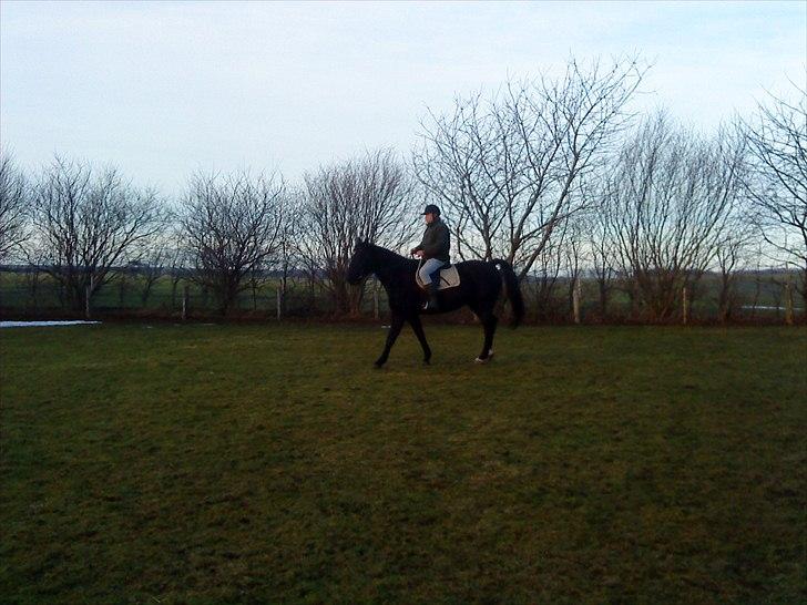 Anden særlig race Chagall billede 17