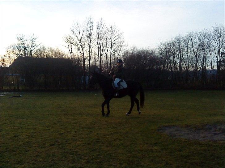 Anden særlig race Chagall billede 18