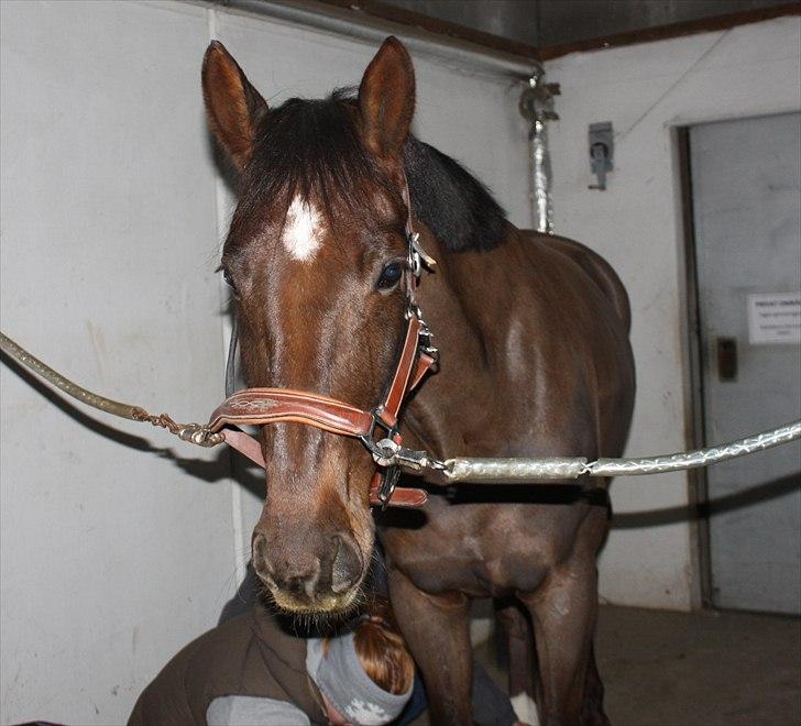 Mecklenburger Dark Shadow - Første dag :) billede 7