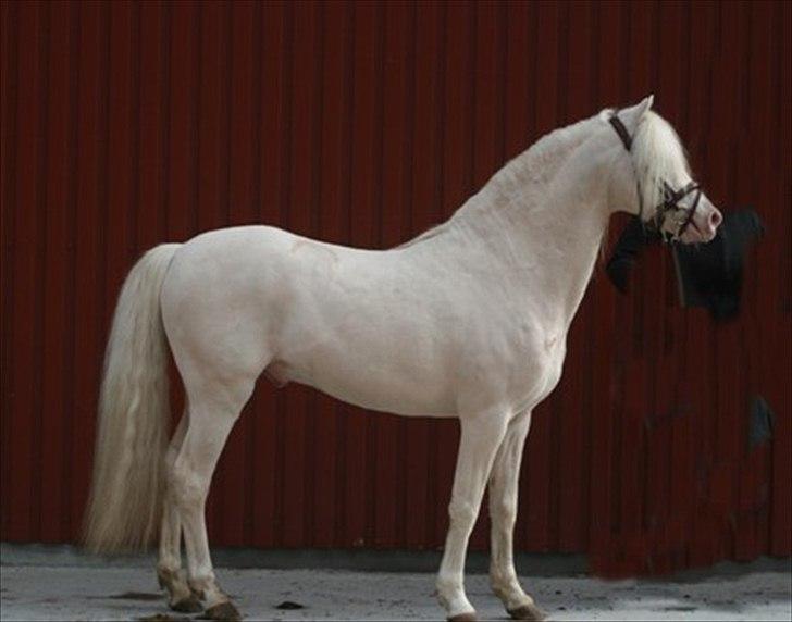 Welsh Pony (sec B) Låddenhøjs Inox - Avlshingst billede 2
