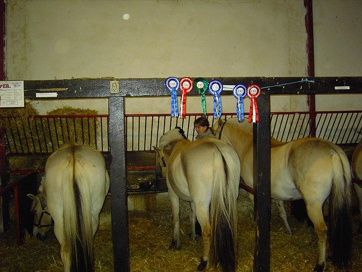 Fjordhest Cirkeline Møldrup - Cirkeline med alle de rosetter hun vandt på Birken i 2005 billede 6