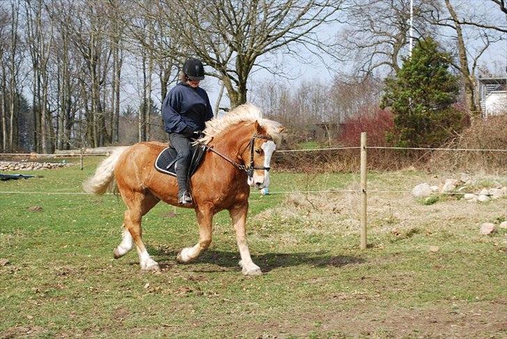 Haflinger Jackpot - med Natalie som rytter billede 17