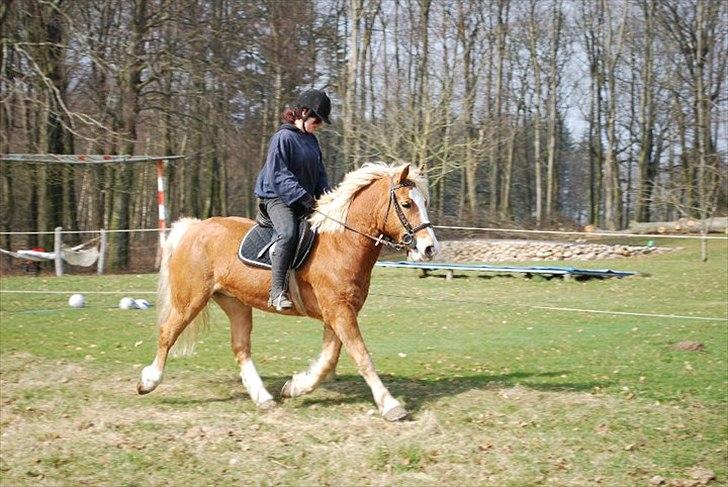 Haflinger Jackpot billede 18