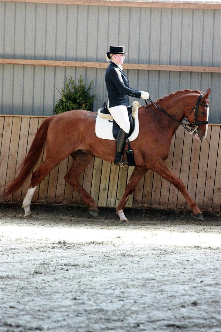 Hannoveraner Baron Eg - MB3 Sundeved April 2011 billede 16