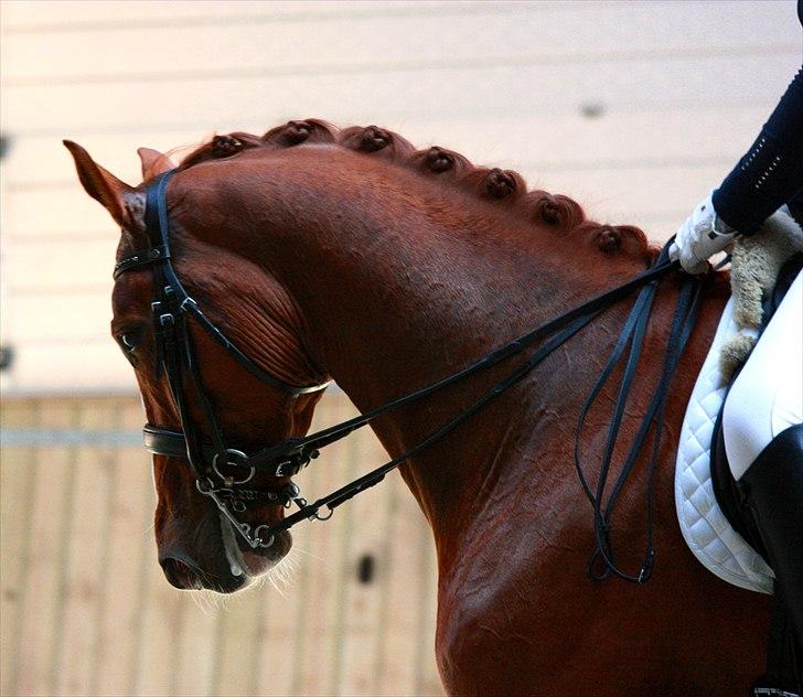 Hannoveraner Baron Eg - MB3 Sundeved April 2011
© Marlene Bank Andersen billede 17