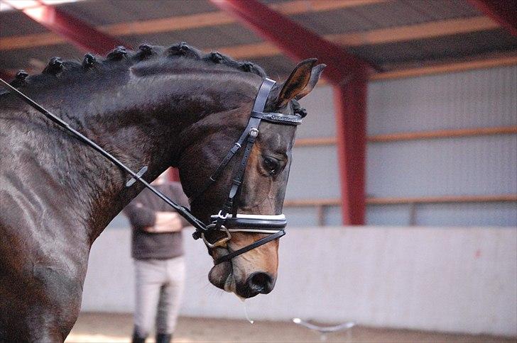 Anden særlig race Mokaia billede 4