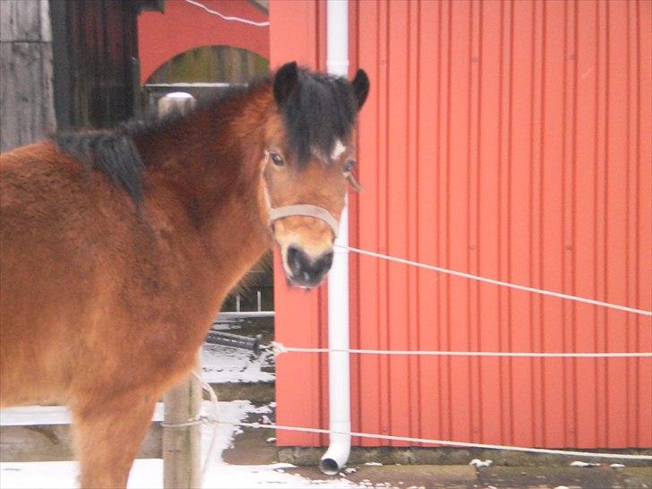 Anden særlig race Maybee. - Maybee på vinter fold!(-: billede 3