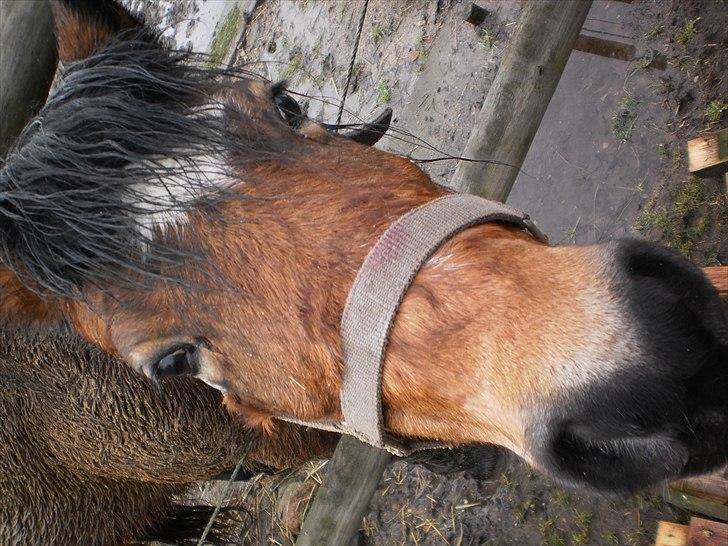 Anden særlig race Maybee. - En kedelig regnvejrs dag, men Maybee er alligevel glad!(-: billede 5