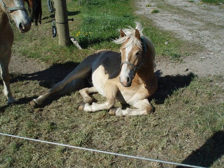 Haflinger Carl - Hjemme på græs billede 15