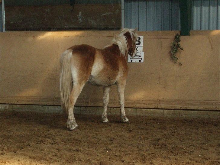 Haflinger Carl - Kigger lige lidt på bogstaverne billede 5