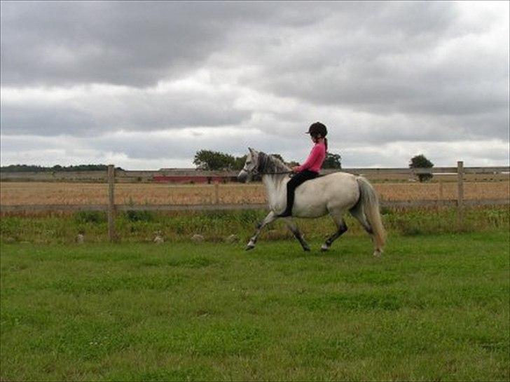 Welsh Pony (sec B) Josepigen`s Lotte - Lotte og jeg.. <3 billede 11