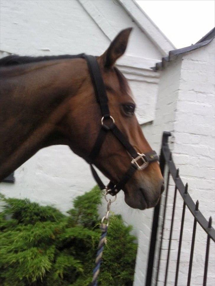 Trakehner Mercedes Lobell *Savnet* - Så smuk du er!<3 billede 5