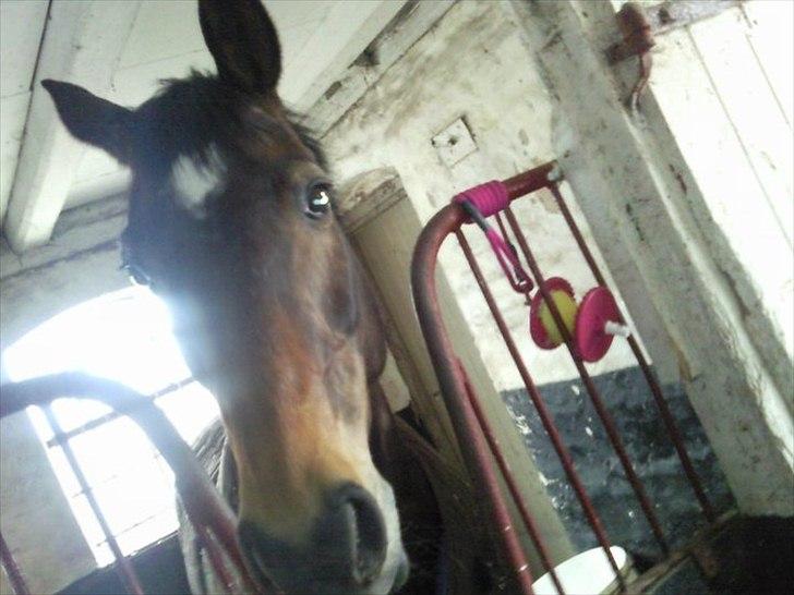 Trakehner Mercedes Lobell *Savnet* - Hvor er du sød Mercedes!<3 billede 6