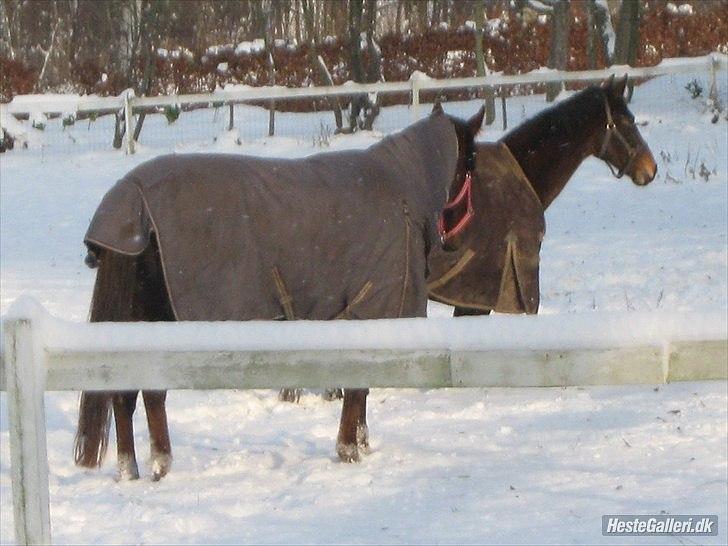 Trakehner Mercedes Lobell *Savnet* - Mercedes og Rabi hygger!<3 billede 7
