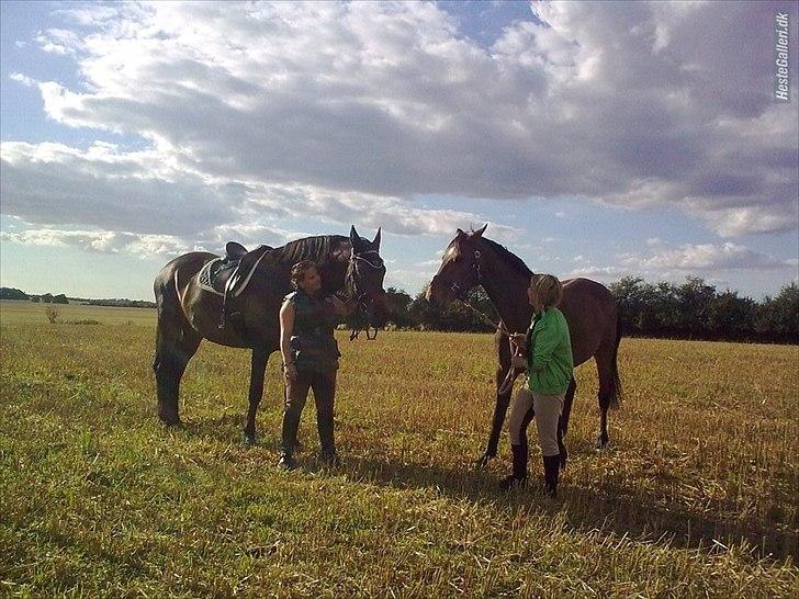 Trakehner Mercedes Lobell *Savnet* - Min pige!<3 billede 1