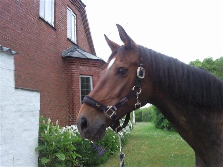 Trakehner Mercedes Lobell *Savnet* - Tak fordi du så med!<3 billede 10